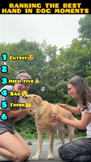 Ranking the best hand in dog moments
