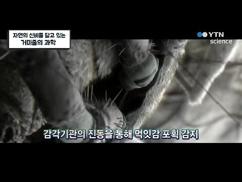자연의 신비를 담고 있는 거미줄의 과학 / YTN 사이언스