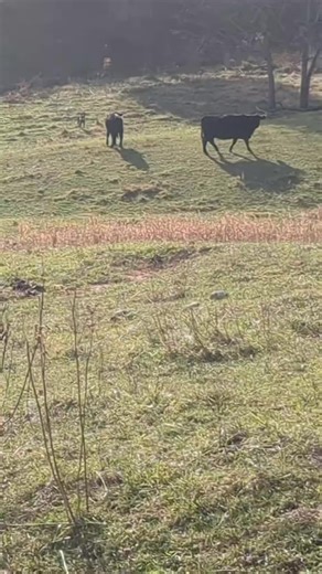 Cow Catchin 101. #WorkingBorderCollies #RanchWorkingKelpie #CowCreekStockdogs Everyone has got a cow dog.... Until a cow dog shows up. Cow Creek in the house.