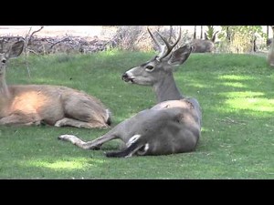 Wild Deer Shot with Arrow Visits Us