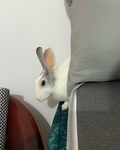 Aishwarya Harishankar on Reels