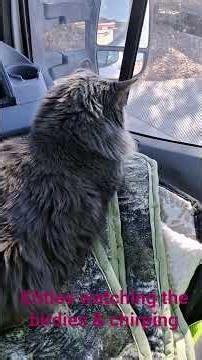 Kitties watching the birds, making chirping noises, so cute! 🩵