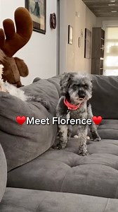 ❤️ Meet Florence — the sweetest little Velcro girl with a heart as big as her love. Florence is a 6-year-old, 13-pound Cockapoo who steals the hearts of everyone she meets. She’s gentle, affectionate, and once she trusts you, she loves deeply. She adores her people, gains confidence from her doggy friends, and wants nothing more than to be close, cozy, and part of every moment. Florence is also goofy and full of personality — from her morning zoomies, to carrying toys around the house, to insist