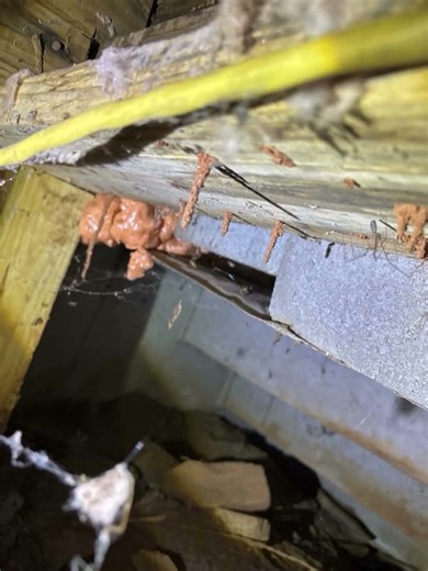 Mud Tubes = Termites (Don’t Ignore This)