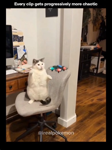 Cats: 5% water, 5% fur, 90% audacity