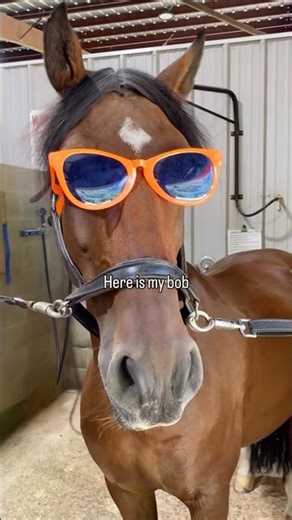 Horse and Owners Core moments.😂 #horse#horsevideo #funnyhorse#fyp #foryou