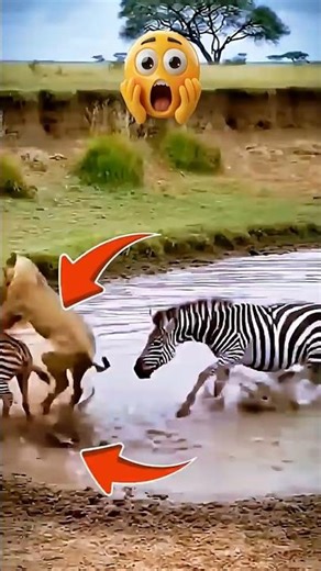 The Lion Picked the Wrong Mother! (Unbelievable servival) 🦓🦁 #shorts #viral