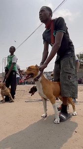 Incroyable chien Athlétique Scoty The Good Dog 👉🏾🥇 | Universal Canine De Kinshasa