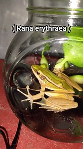 12K views · 37 reactions | Katak Hijau sawah Rana erythraea #budidayaperikanan | Ade Brajamusti | Facebook