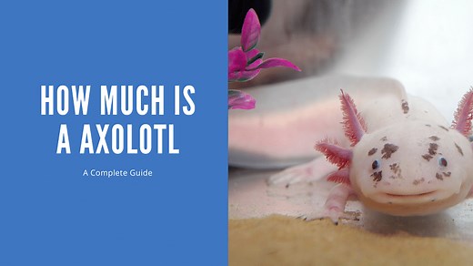 How Much Does an Axolotl Cost? Full Breakdown Including Setup, Food, and Ongoing Care