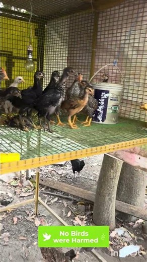 Critical Decision Delay in Chick Care | Feather Pecking Lesson 🐥