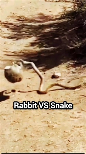 Rabbit Vs Snake Fight ⚡ জঙ্গলের টানটান উত্তেজনার মুহূর্ত!