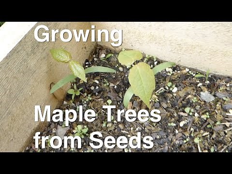 Growing Maple Trees from Seeds