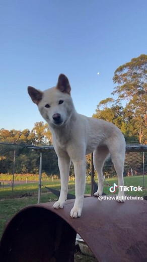 Dingoes: The Wild Dogs of Australia