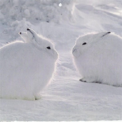 Arctic Hare Close-Up: Winter Bunny Behavior
