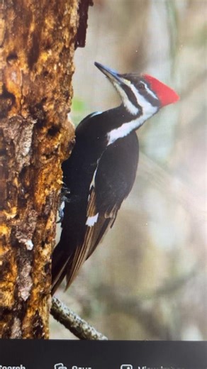 Meemaxkohkwees Red headed woodpecker | SMC Mohican-Munsee Language Program