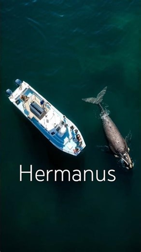 Experience Hermanus 🐋 #explore #travel #southafrica #hermanus #beach #vacation #views #whale #fyp