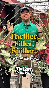 Recipe of the week! Week #5 Shade container 1. ���Thriller: Spike plant: in the dracena family it can survive in sun or shade and its sword shaped leaves give it interest and great height in your containers! 2. ���Filler: Caladiums: ideal for shade or morning sun, available in an array of colors and the showy foliage is sure to impress all season long! 3. ���Spiller: Licorice plant: a great cascading plant that gets better as the season progresses, ideal for shade or morning sun. All planted in 