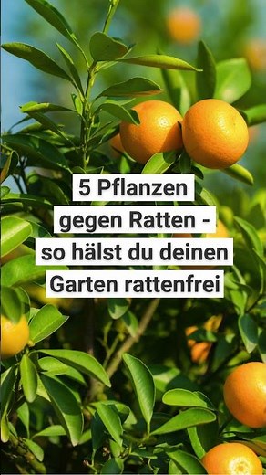 5 Pflanzen gegen Ratten - so hälst du deinen Garten rattenfrei! 🌱