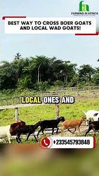 How To Cross The Local Goats With The South African Boer Goats