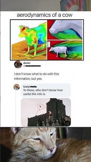 Aerodynamics of a cow