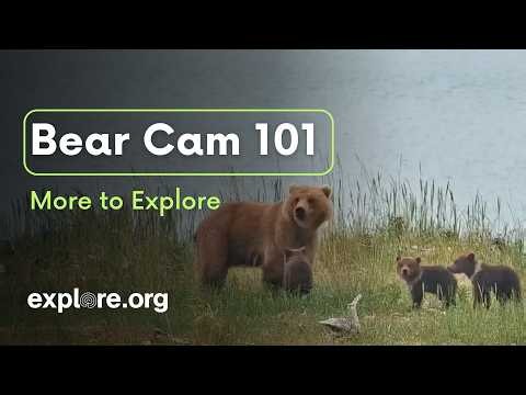 Bear Cam 101: Your Guide to Bear Cam 2026 | More to Explore