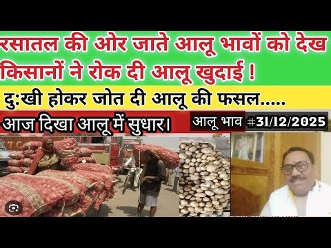 Seeing the potato prices falling towards the abyss, farmers stopped digging potatoes and are plou...