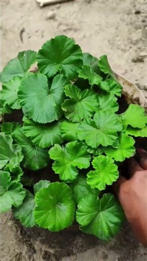 how to grow geranium flower from cutting... #geranium #gardeningtips #plant #gardeningvideos