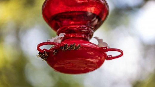 How To Keep Yellow Jackets Away From Hummingbird Feeders – Hummingbirds Info