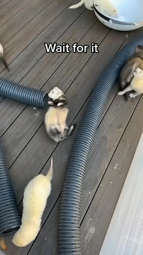 These adorable ferrets are looking for their forever homes filled with love and care 💕. Each one has a sweet personality playful, curious, and full of joy 🐾. They’ve brought so much happiness, and now they’re ready to share that same love with new families who will cherish them ❤️. | Adorable Ferret Rescue & Rehoming