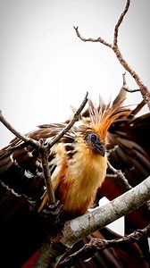 Hoatzin bird 🤯 #world #fbreels #viralreelsfb #wildlife #virals #shorts | Facts Hub