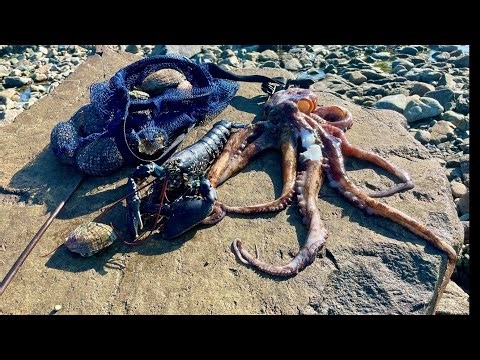 BIG LOBSTERS & OCTOPUS - Amazing Day Coastal Foraging ! Catch & Cook