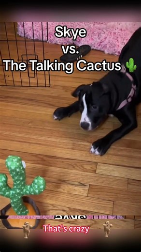 🥰😂🥰😂Dog embarrassing moments#dog #funnydog #dogs #funnyvideos #fyp