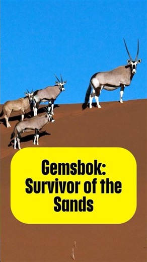 "Gemsbok: Survivor of the Sands" #gemsbok #facts #shorts