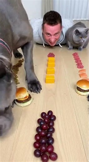 I Challenged My Dog to Eat FAST… You Won’t Believe What Happened! 😱🤣 #shorts #dogs #funny #challenge