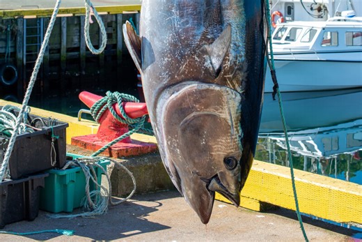 Archival data expands known bluefin tuna spawning areas