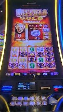Massive Win on Buffalo 🦬🦬 Gold #buffalogoldrevolution #buffalogold #casino #slot #slotscasinogames