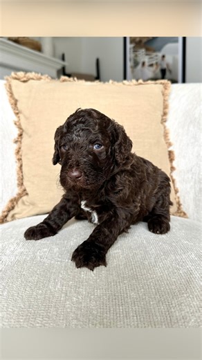 Raising Doodles | Celina | Ohio Labradoodle Breeder on Instagram: "3 weeks old! 🥹🫶🏼 We are now transitioning to all the fun things! We will begin whelping box novelty items, handling exercises, and noise exposure! Make sure to tune in to our daily stories to see all the fun in action! 🤩 Who would you pick this week? 😍 • • • #puppy #puppies #puppylove #newpuppy #labradoodle #labradoodlepuppies #standardlabradoodle #labradoodlebreeder"