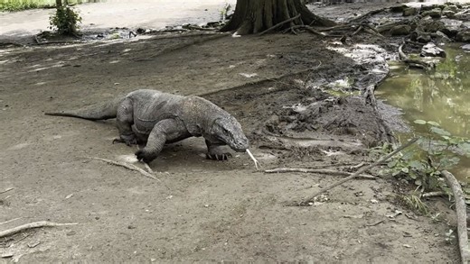 Where Deadly Komodo Dragons Roam Free- Indonesia