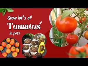 How to Grow Tomatoes from Seed to Harvest