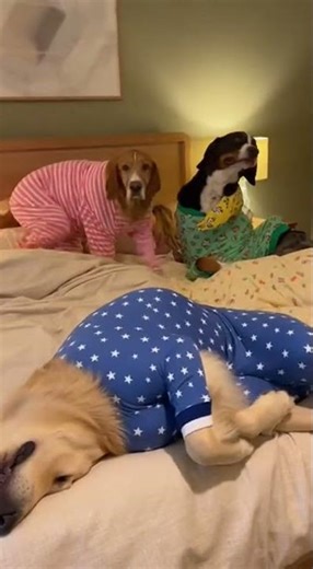 Caught stealing the whole bed 😂🐶 #bigdogs #funnydogs #doglover