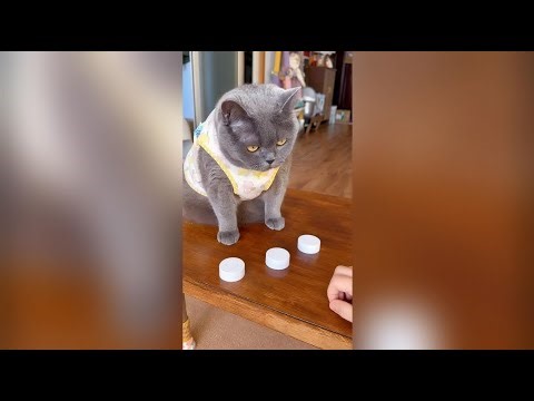 Smart Animal Behavior Explained | Why This Happens 🐾 #1