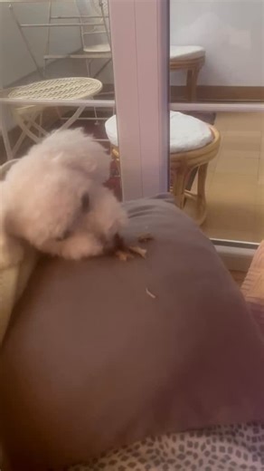 Ono kad sam toliko razmažen da me mrzi da ustanem da ručkam, pa mi Vanjica daje samo krtinu od prasetine, jer ja ne volim masno. | Vanja Lazic