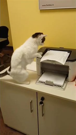 Mimi s-a angajat ca să plătească datoria la Praxis Vetlife #animalrescue