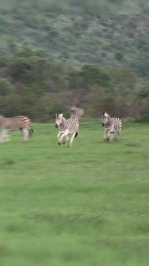 Exciting_Zebra_chase!__#animals_#nature_#chase_#angry_#wildlife | Animals voice