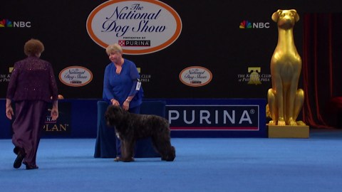 2024 NDS: Bouvier des Flandres