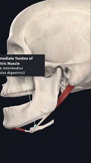 Digastric Muscle - Origin, Insertion, Nerve Supply & Action #Shorts #Anatomy #mbbs #education