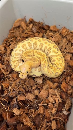 Las Vegas Ball Pythons on Instagram: "Merry Christmas EVE! This Female felt like the Grinch his morning during her tub clean Decided to share ! Vanilla Cream Special Spotnose Clown DH Hypo Dg ! Tag someone that is a Grinch during Christmas like this snake ! . . . . . . . . #reptile #reptiles #snakes #snake #ballpython"