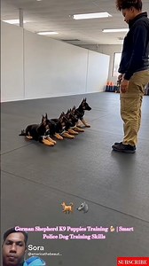 German Shepherd K9 Puppies Training 🐕 | Smart Police Dog Training Skills #dogtraining #k9master