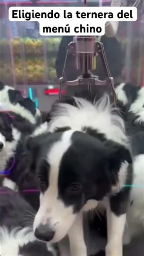 Máquina de pinzas elige un perrito: ¡Es el menú de hoy! 🕹️🐶🍽️😂